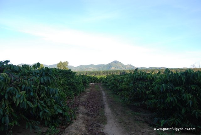 A coffee plantation out in the Vietnamese countryside.