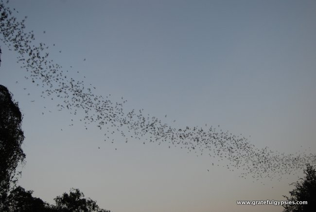 Bats looking for food. I hope they eat all the mosquitoes!