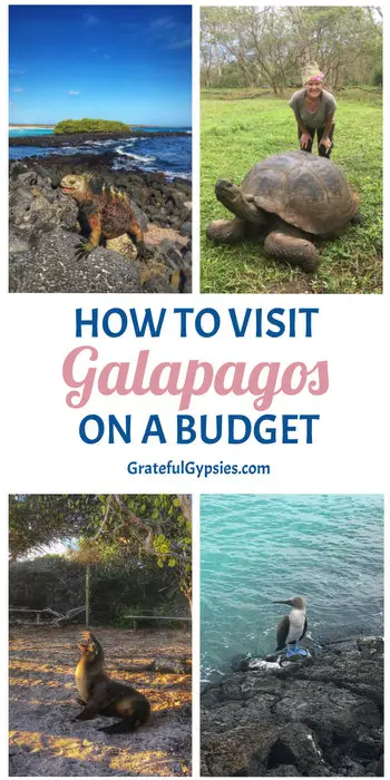 When it comes to bucket list destinations, it’s hard to top the Galapagos Islands. Thanks to their isolation, it’s a bit tricky to travel Galapagos on a budget. We managed to pull it off, though, and we want to tell you how! This post includes a breakdown of our costs for our 6-day DIY land-based trip on Santa Cruz and San Cristobal. #galapagostravel #ecuador #galapagosonabudget