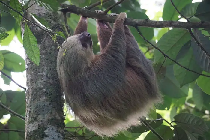 costa rica itinerary sloth