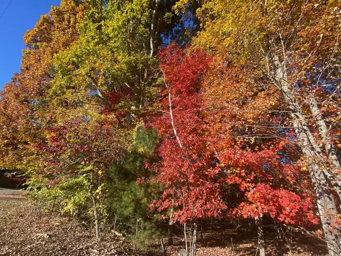 19 asheville fall foliage